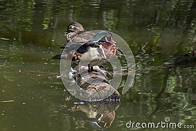 Profile of the Male and Female Wood Duck Stock Photo